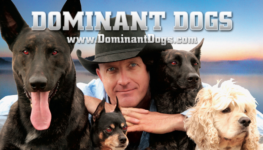Dominant Dogs specializes in aggressive and fearful dog training in Santa Monica and Los Angeles