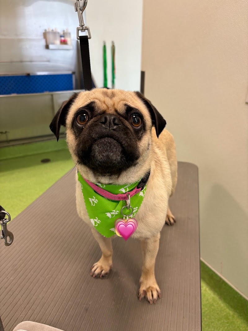 Doozydog! Club photo 3