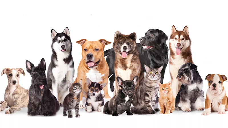 Doug King’s Pup Star Pet Salon