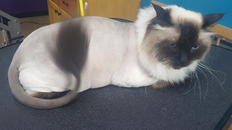 Doug King’s Pup Star Pet Salon photo 2