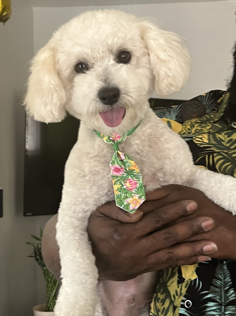 Doug King’s Pup Star Pet Salon photo 3