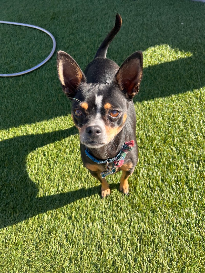 Down to Earth Dogs photo 2