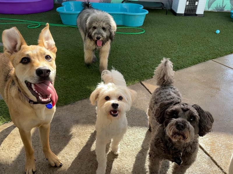 Down to Earth Dogs photo 3