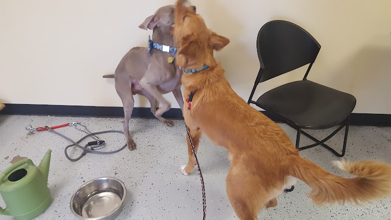 Downtown Animal Care Center photo 2