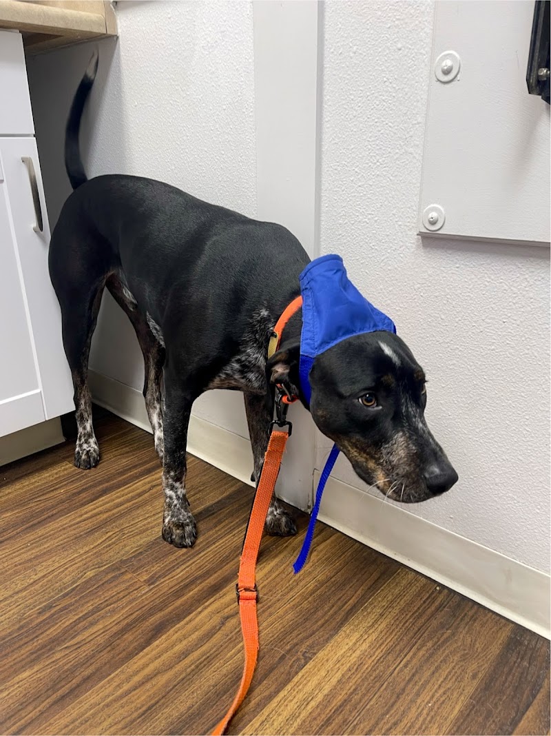 Downtown Animal Care Center photo 3