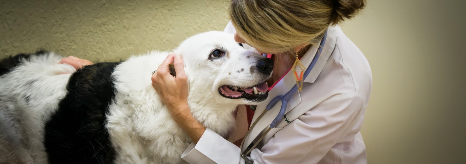 Downtown Pet Hospital