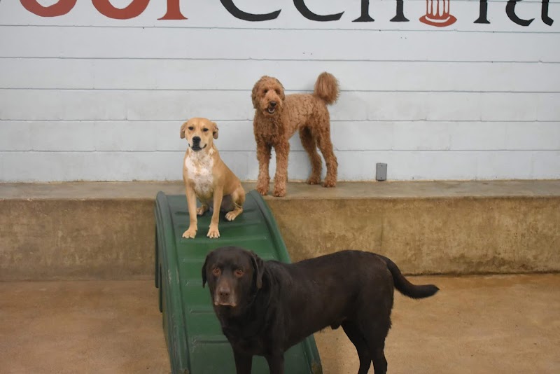 Woof Central photo 3