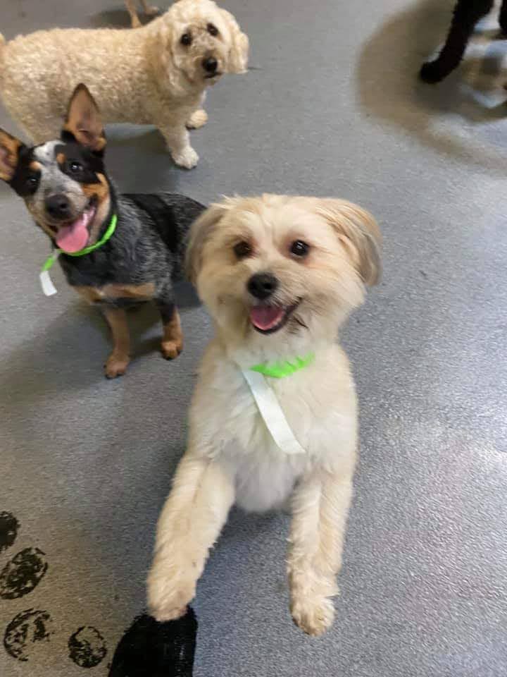 Downtown Doggie photo 2