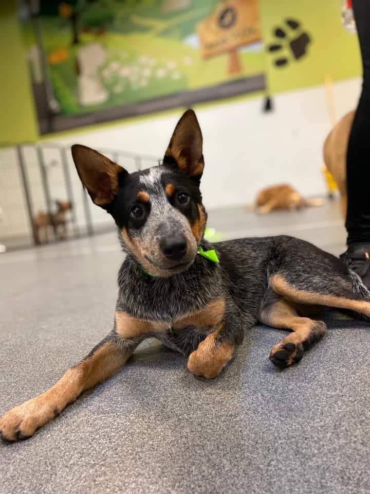 Downtown Doggie photo 3