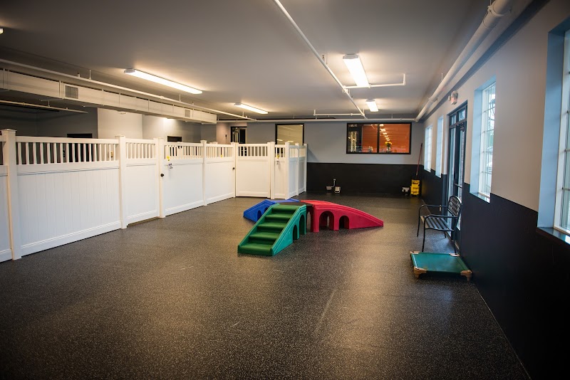 Paws Unleashed photo 2