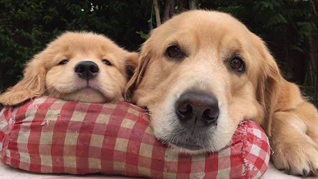 Rainbow Veterinary Clinic