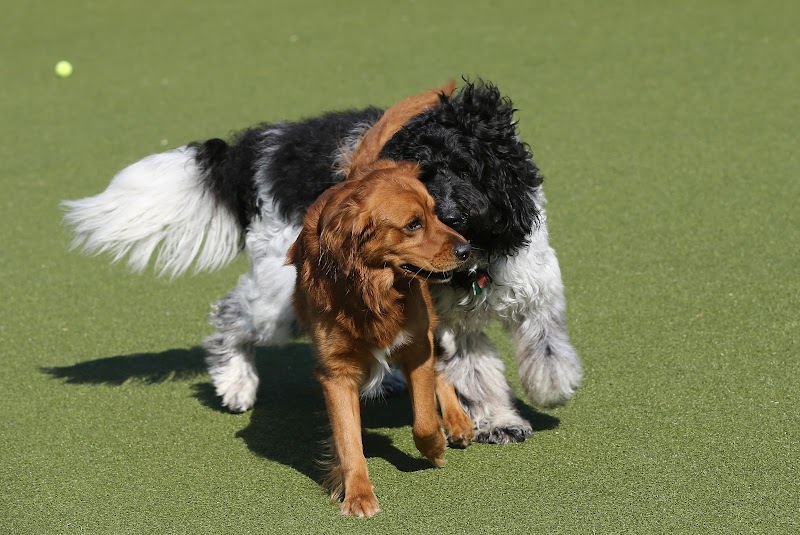 Top Dog Country Club photo 3