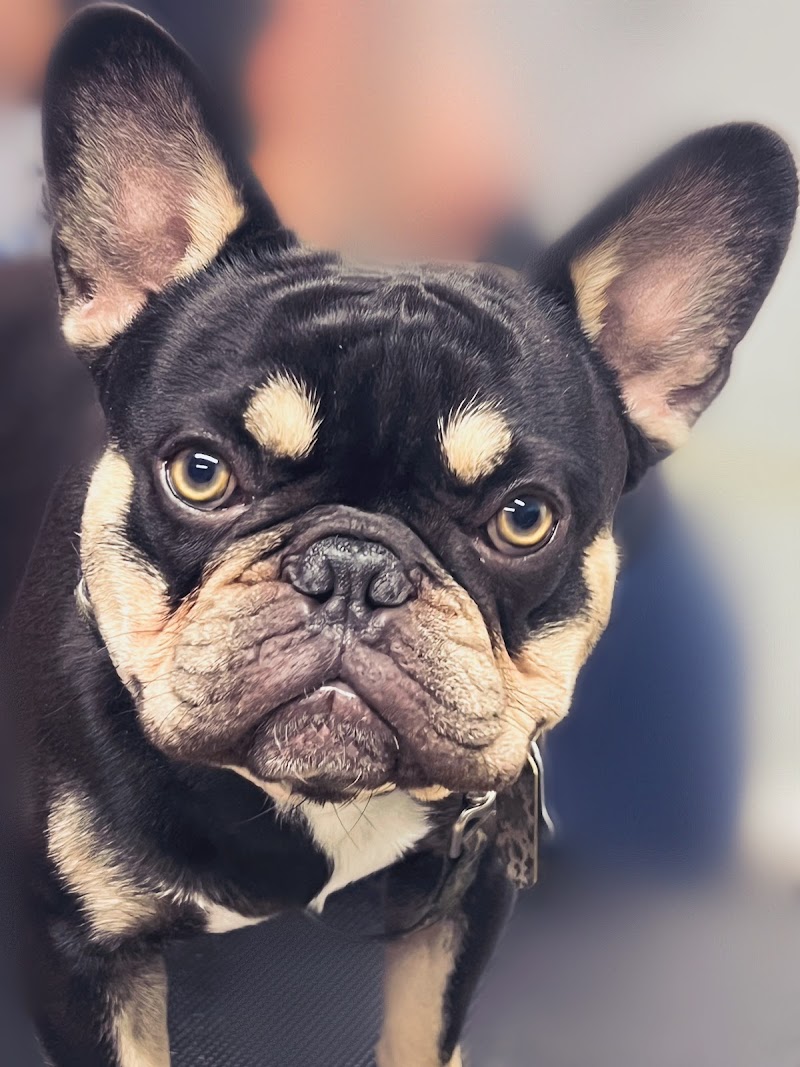 Pampered Pets Grooming Salon