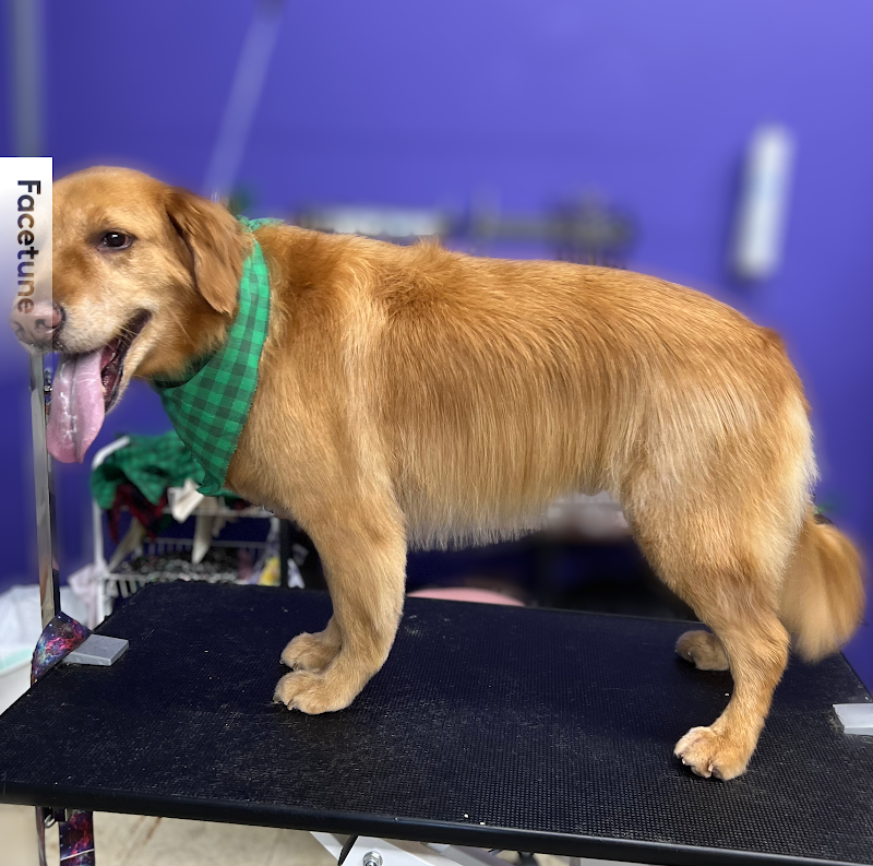 Pampered Pets Grooming Salon photo 2