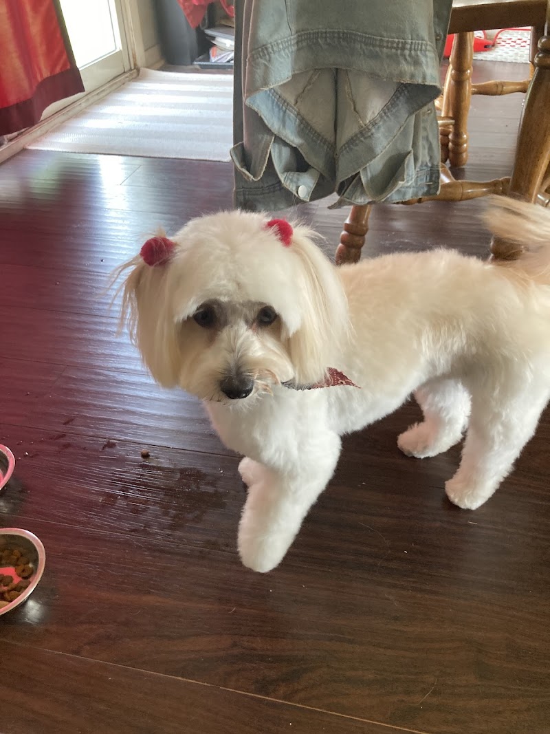 Pampered Pets Grooming Salon photo 3