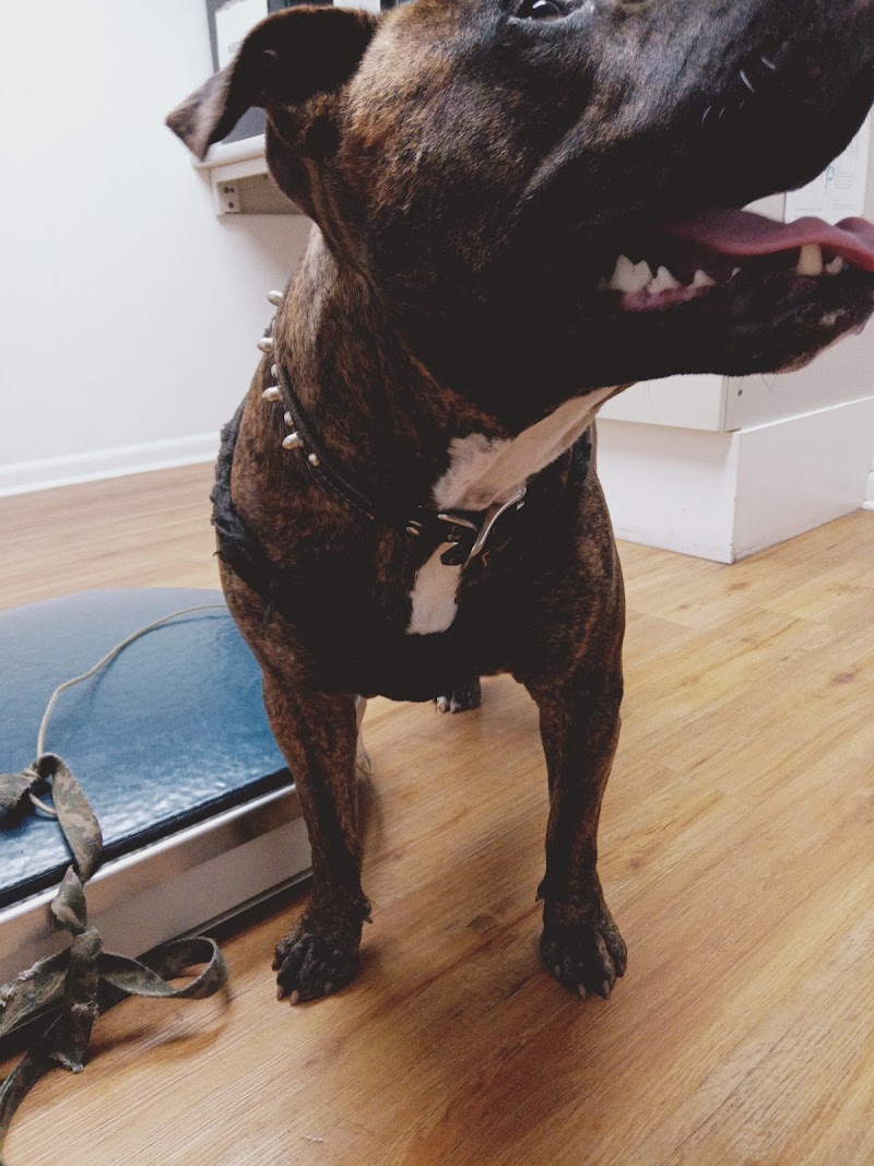 Devonshire Veterinary Clinic photo 3