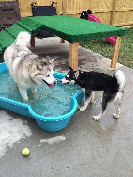 Puppy Love Socialization Center & Spa