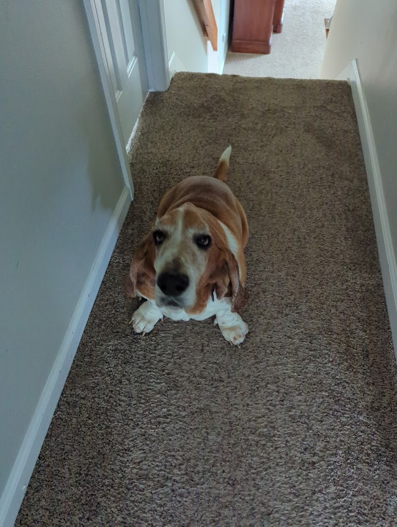 Puppy Love Socialization Center & Spa photo 2