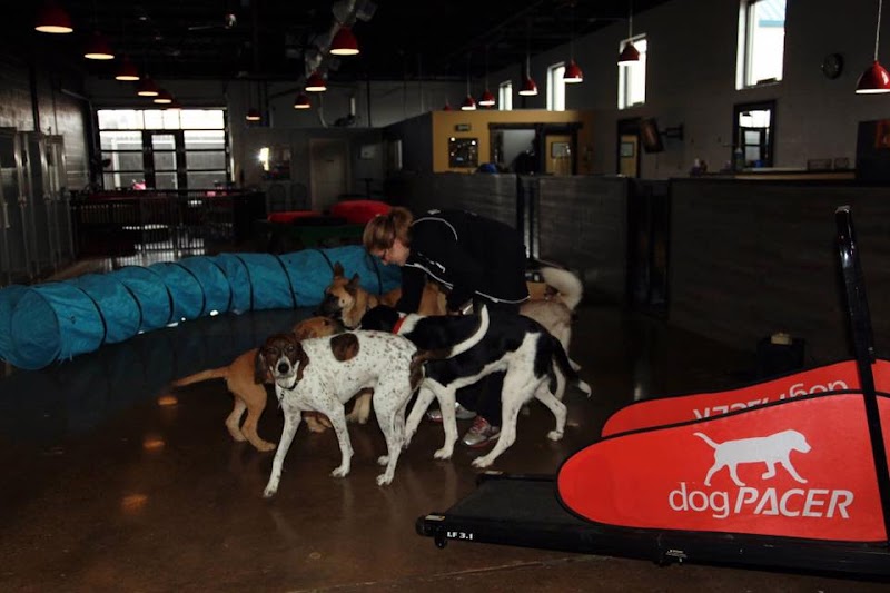 Puppy Love Socialization Center & Spa photo 3