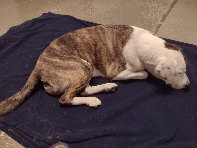 Tremont Animal Clinic photo 2