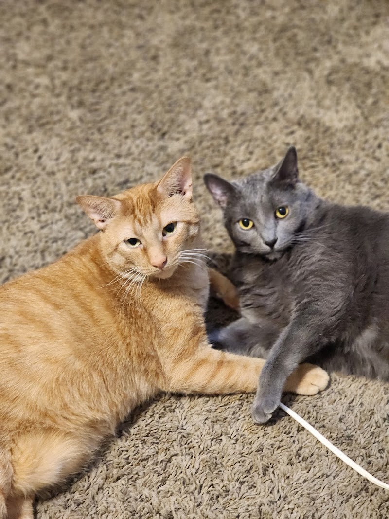 In-Home Pet Services photo 3