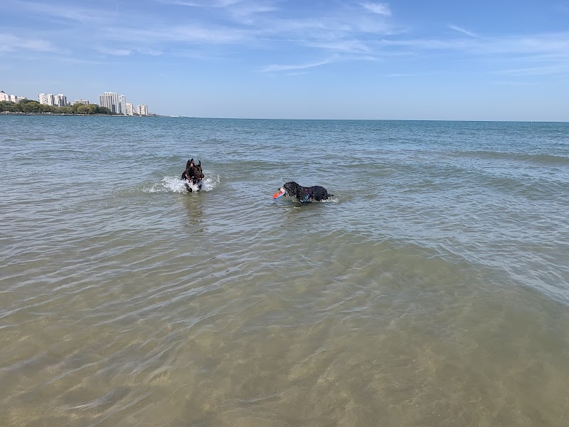 Montrose Dog Beach photo 2