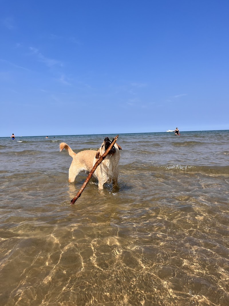 Montrose Dog Beach photo 3