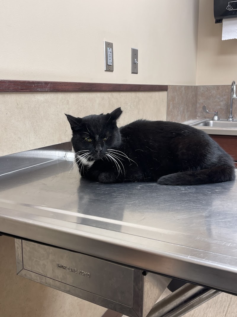 4 Pets Clinic photo 3