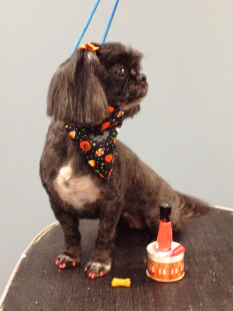 The Good Pet Groomer