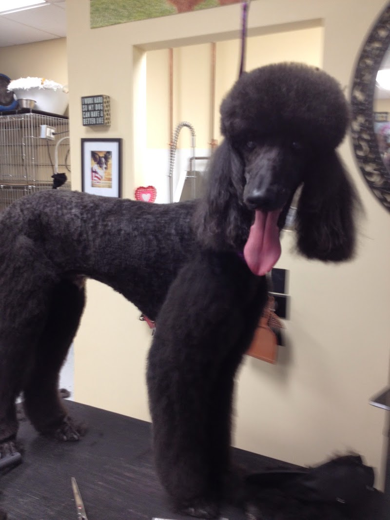 The Good Pet Groomer photo 2