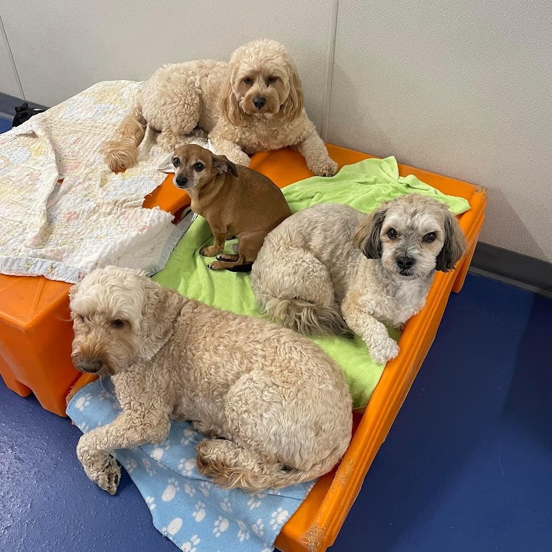 Canine To Five-Midtown Detroit photo 2