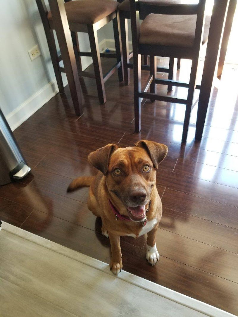 Tailchasers Pet Care photo 2