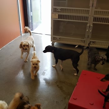 Camp Bow Wow photo 3