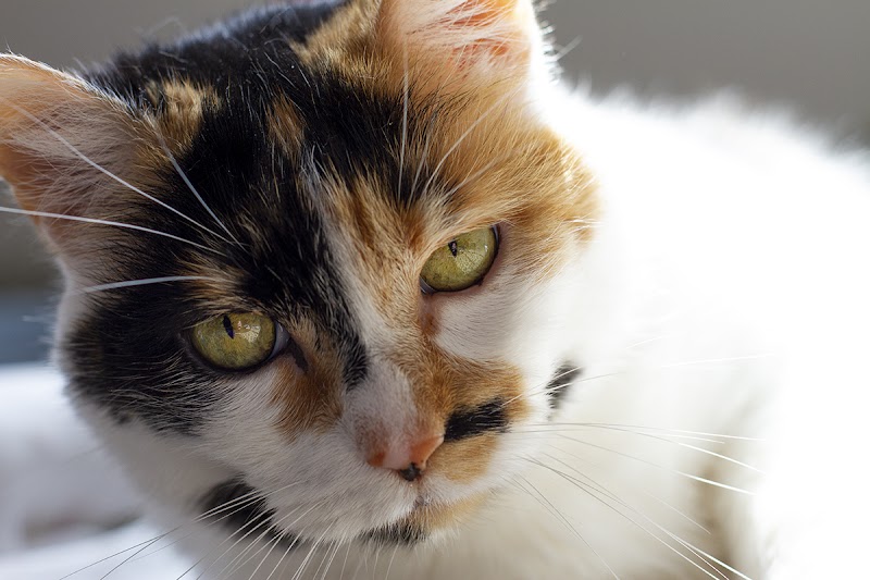 Tree House Humane Society