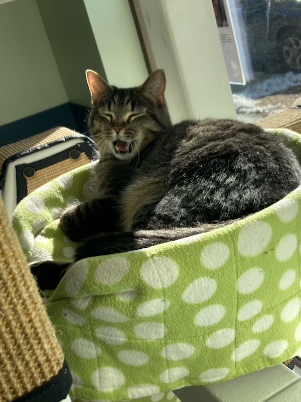 Tree House Humane Society photo 2