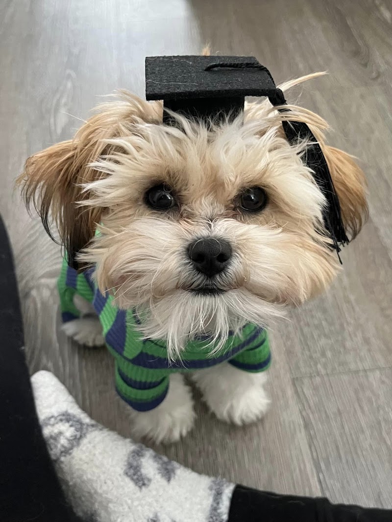 The Canine Coach photo 2