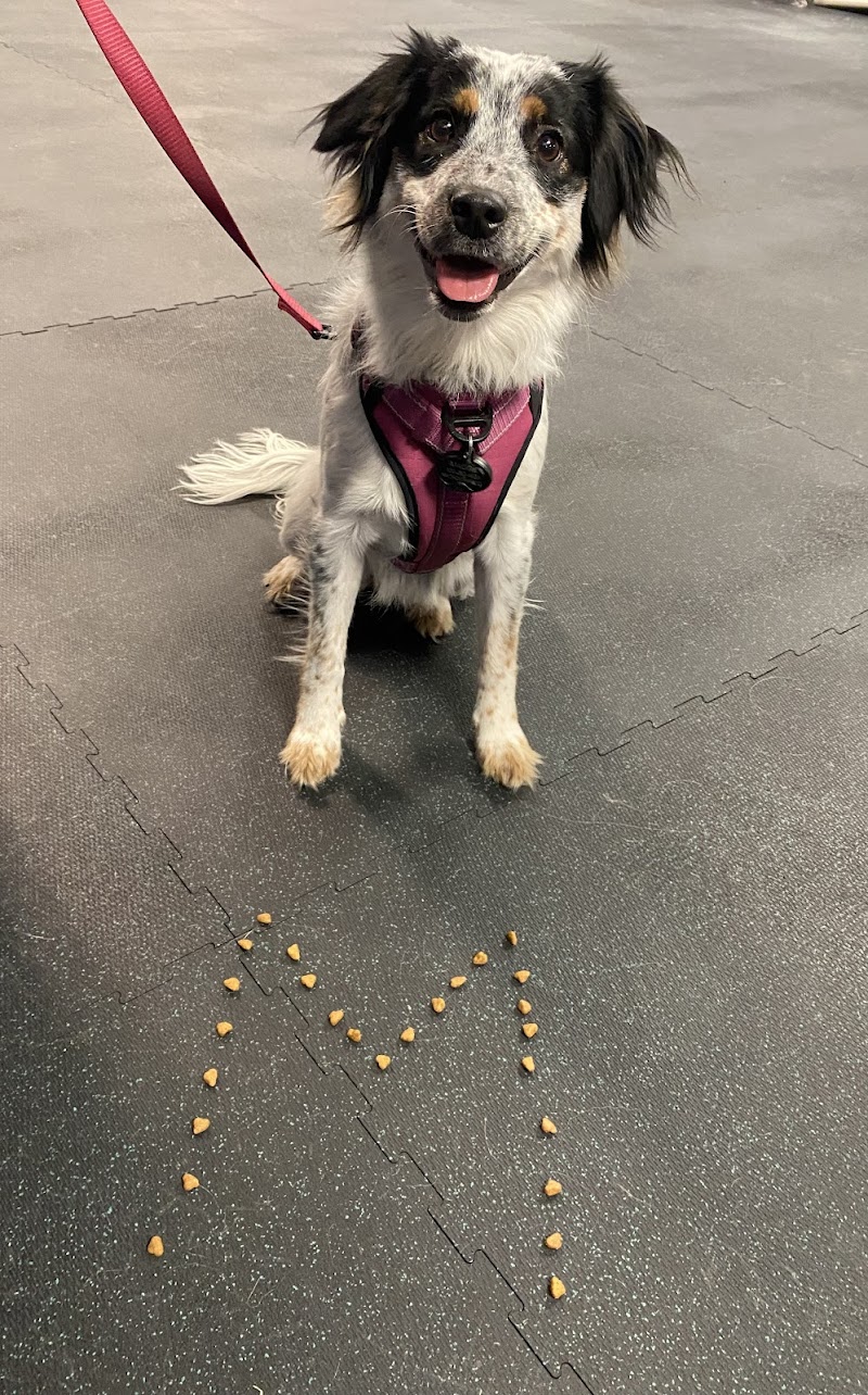 The Canine Coach photo 3