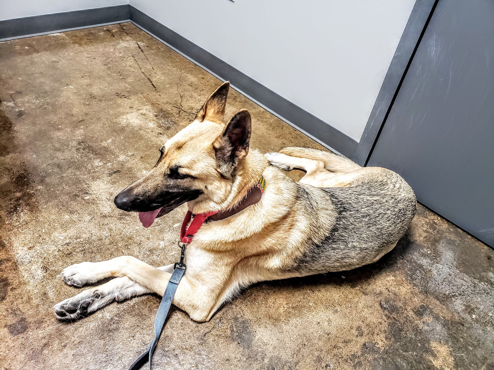 EaDo Veterinary Clinic