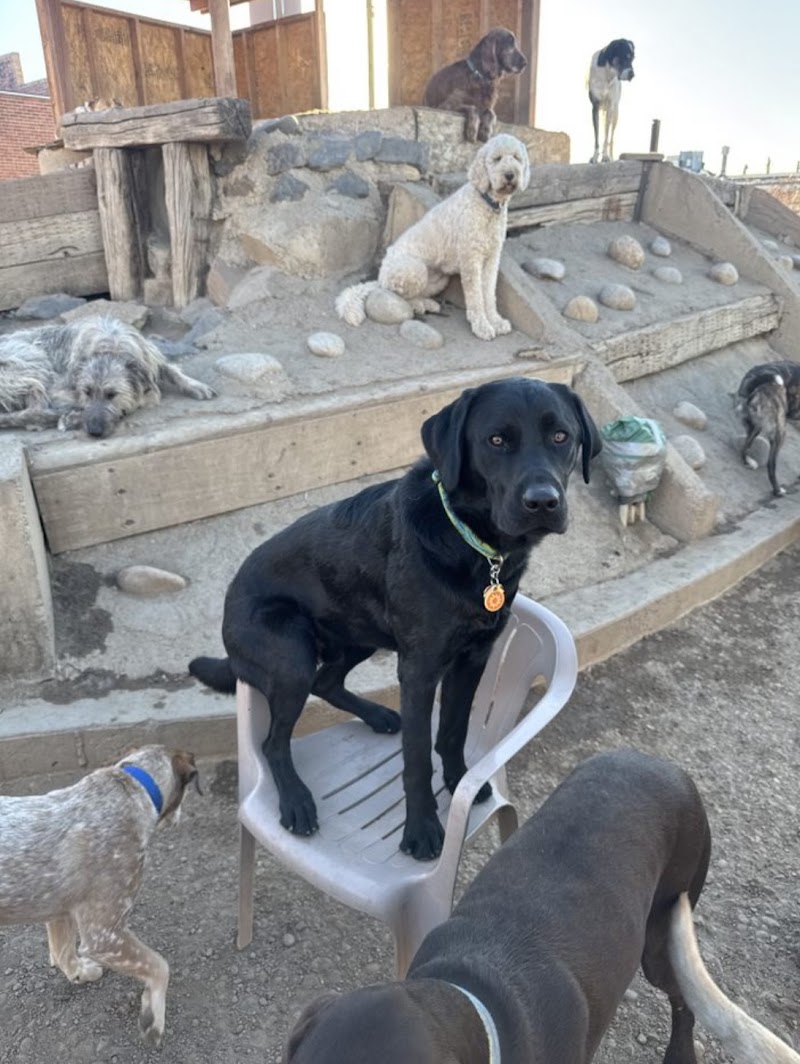 Earthdog Denver photo 2