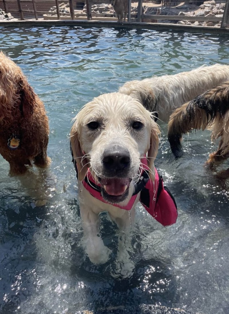 Earthdog Denver photo 3