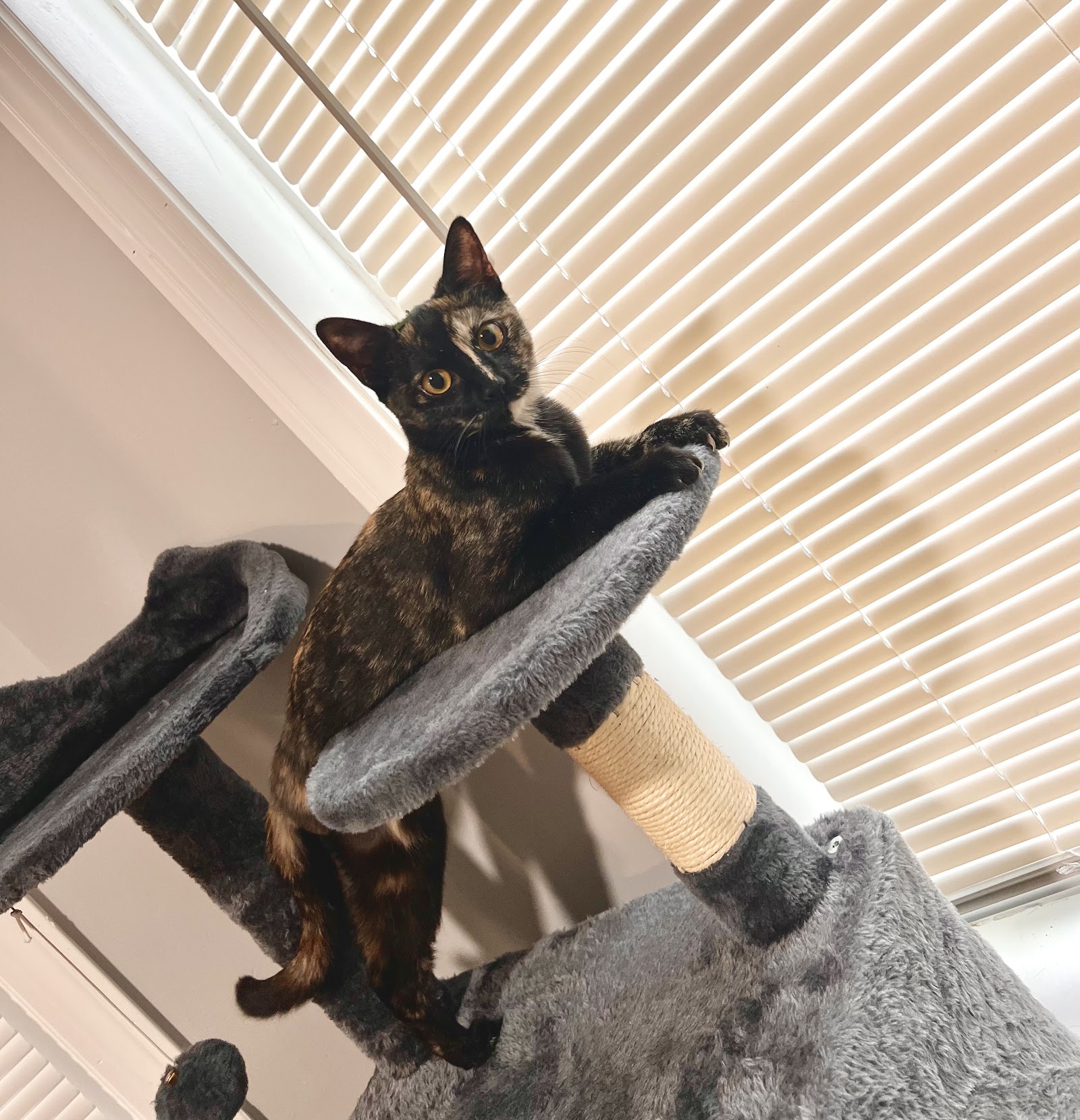 East Boston Animal Hospital