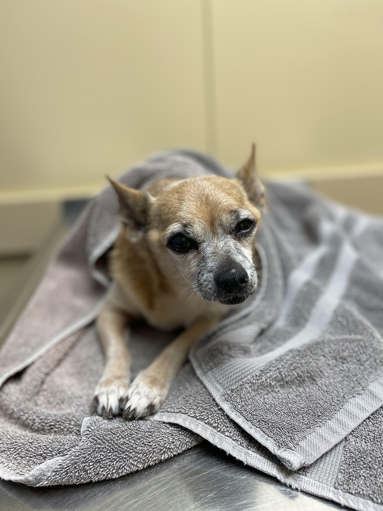 East Dallas Veterinary Clinic