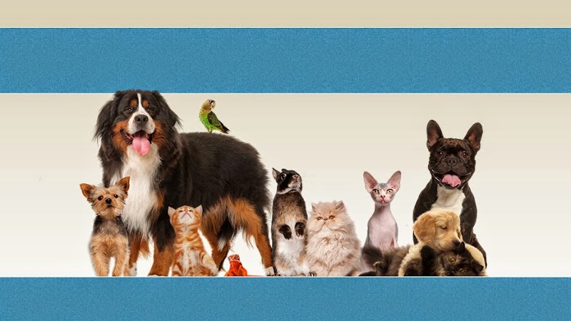 Brook-falls Veterinary Hospital & Exotic Care