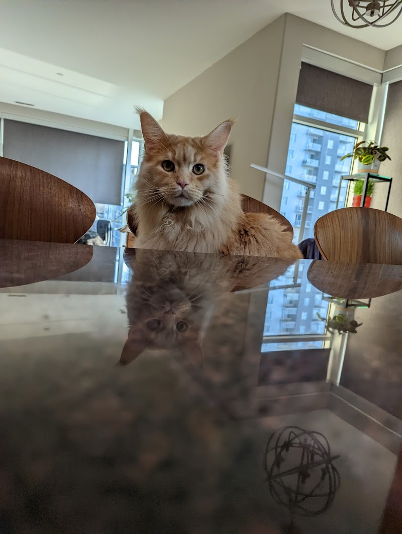 While You Were Out Pet Sitting Services, LLC