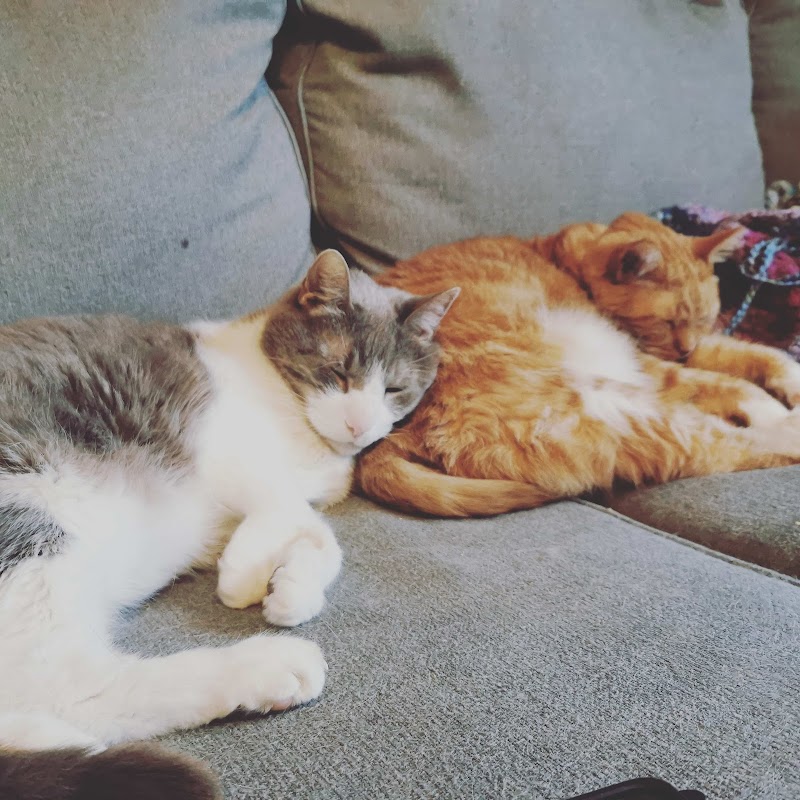 While You Were Out Pet Sitting Services, LLC photo 3