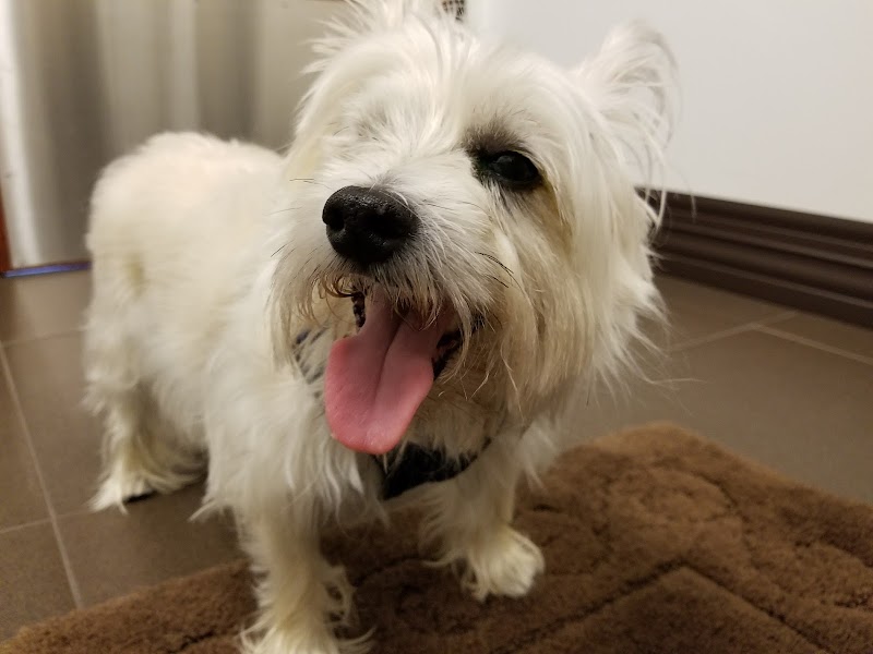 Animal Eye Consultants