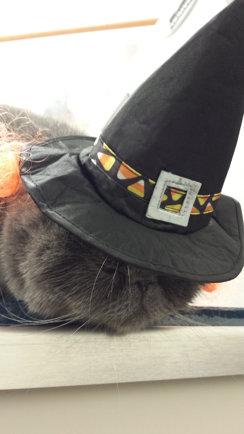 Animal Eye Consultants photo 2