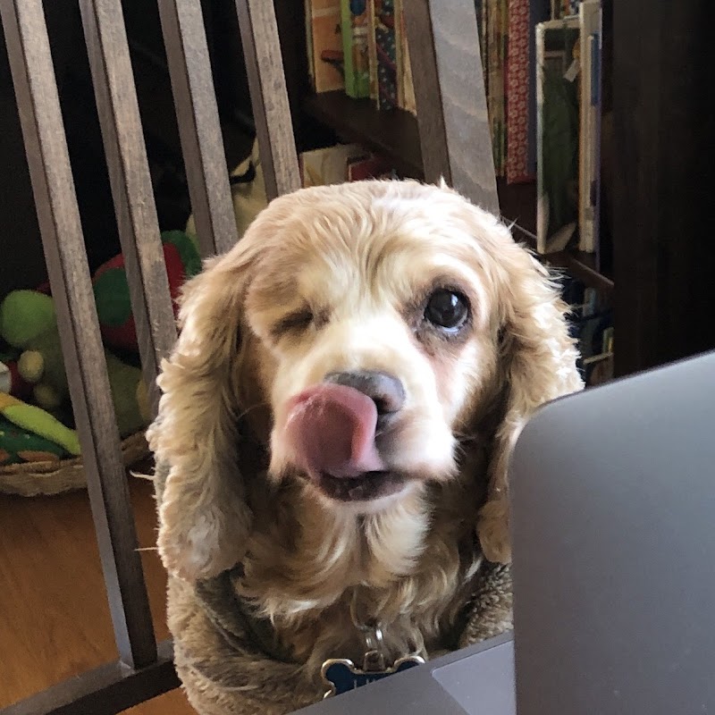 Animal Eye Consultants photo 3