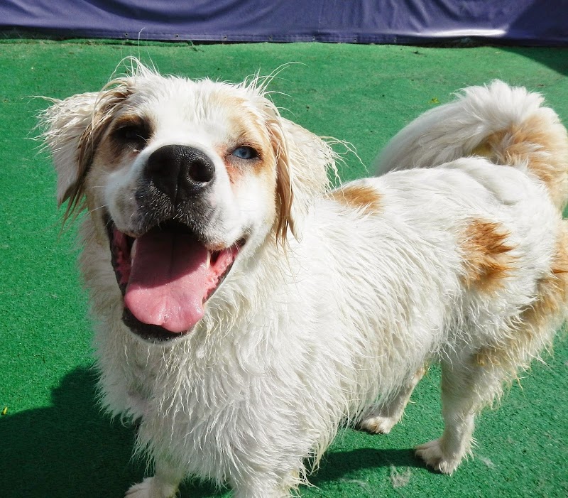 Central Bark Eastside photo 3