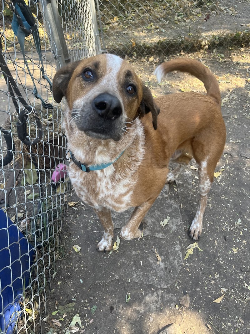 Wags Professional Pet Services